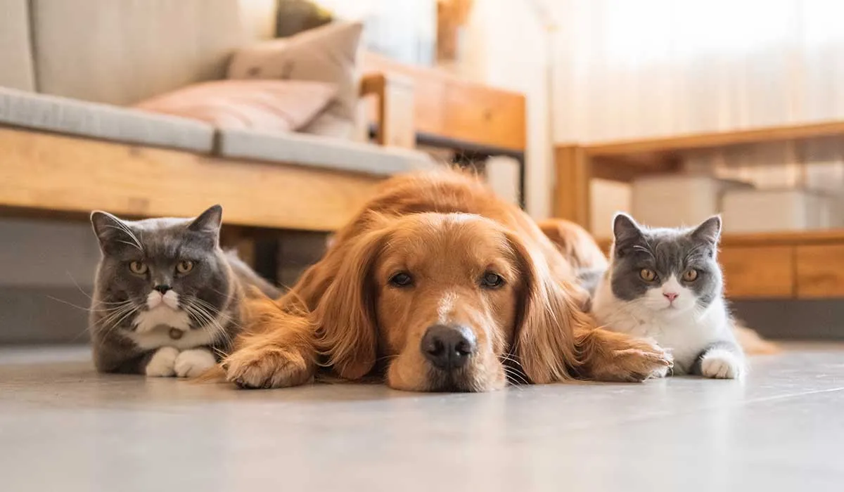 quién es mas inteligente los perros o gatos