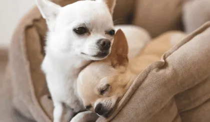 Cuánto viven los chihuahua