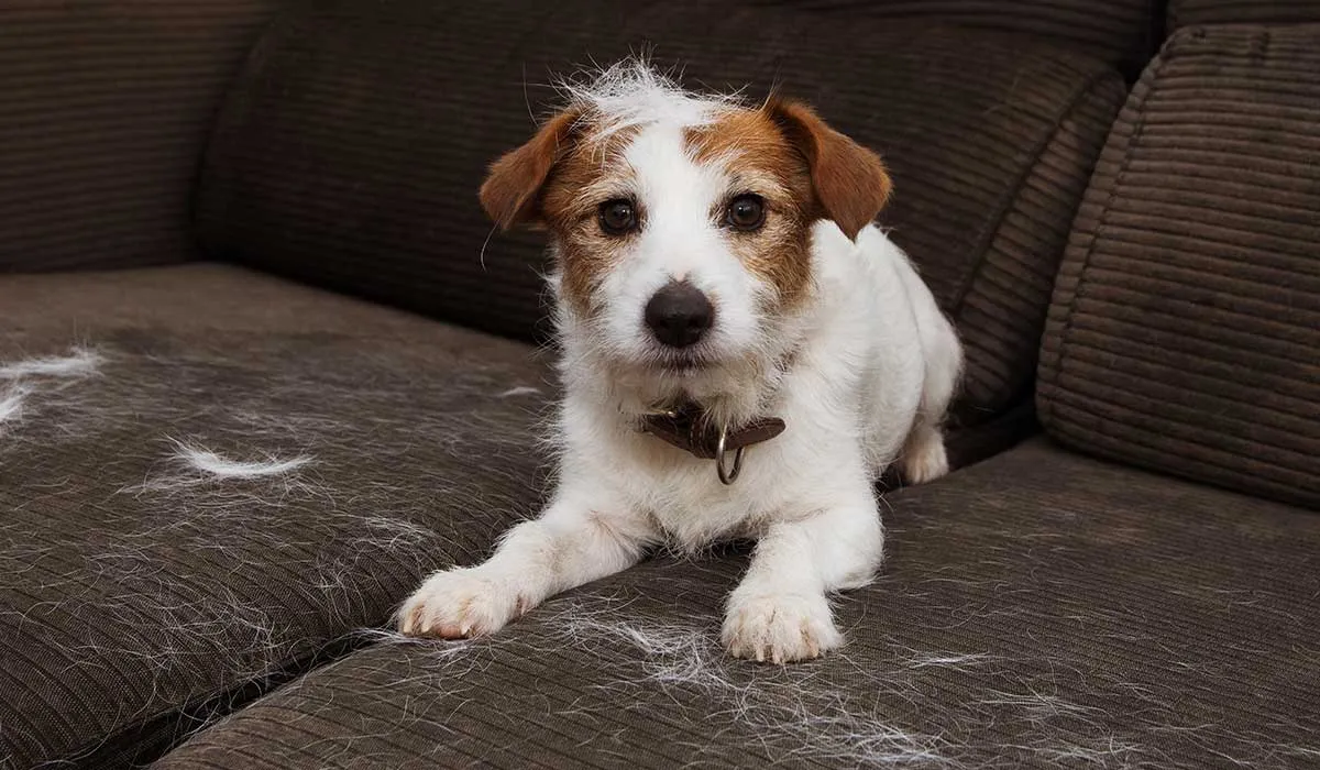 líbrate de pelo de mascota