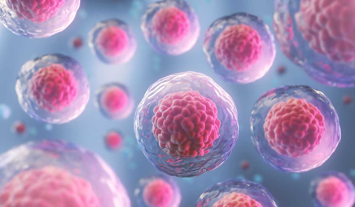 mitos sobre la donación de células madre