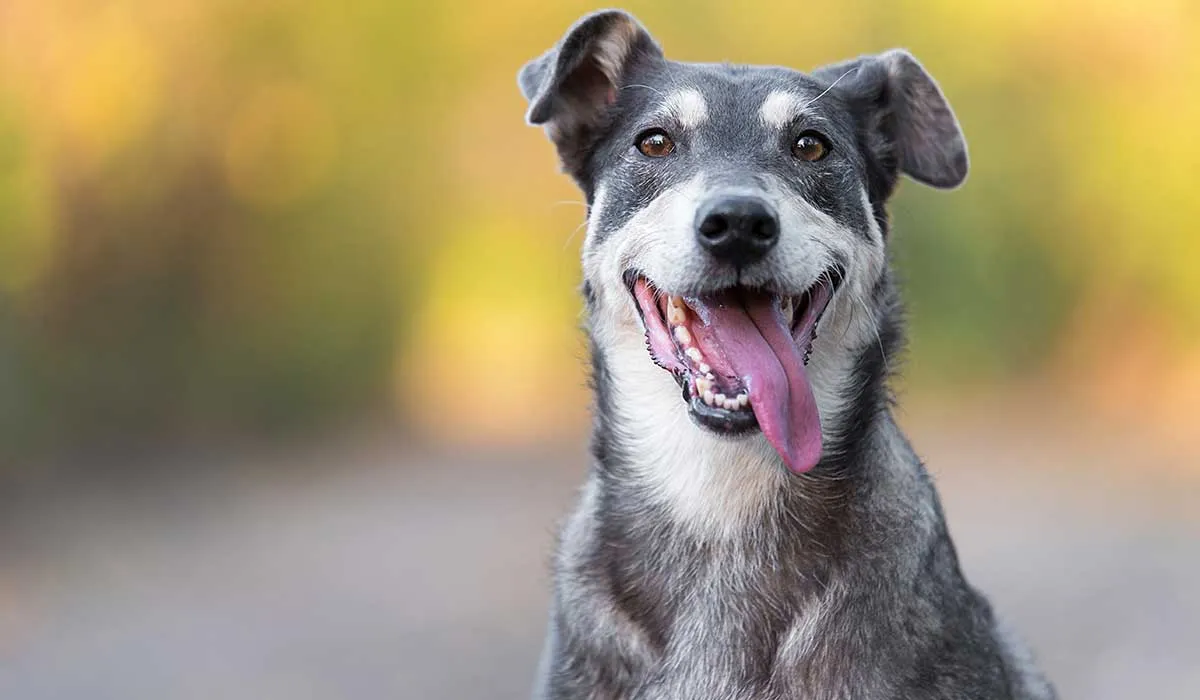 perros y gatos fáciles de mantener