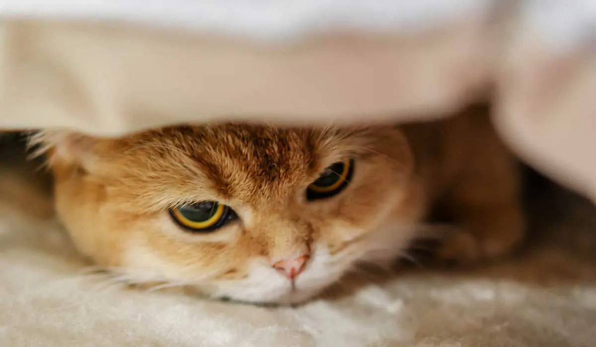 conoce por que tu gato cambia de humor