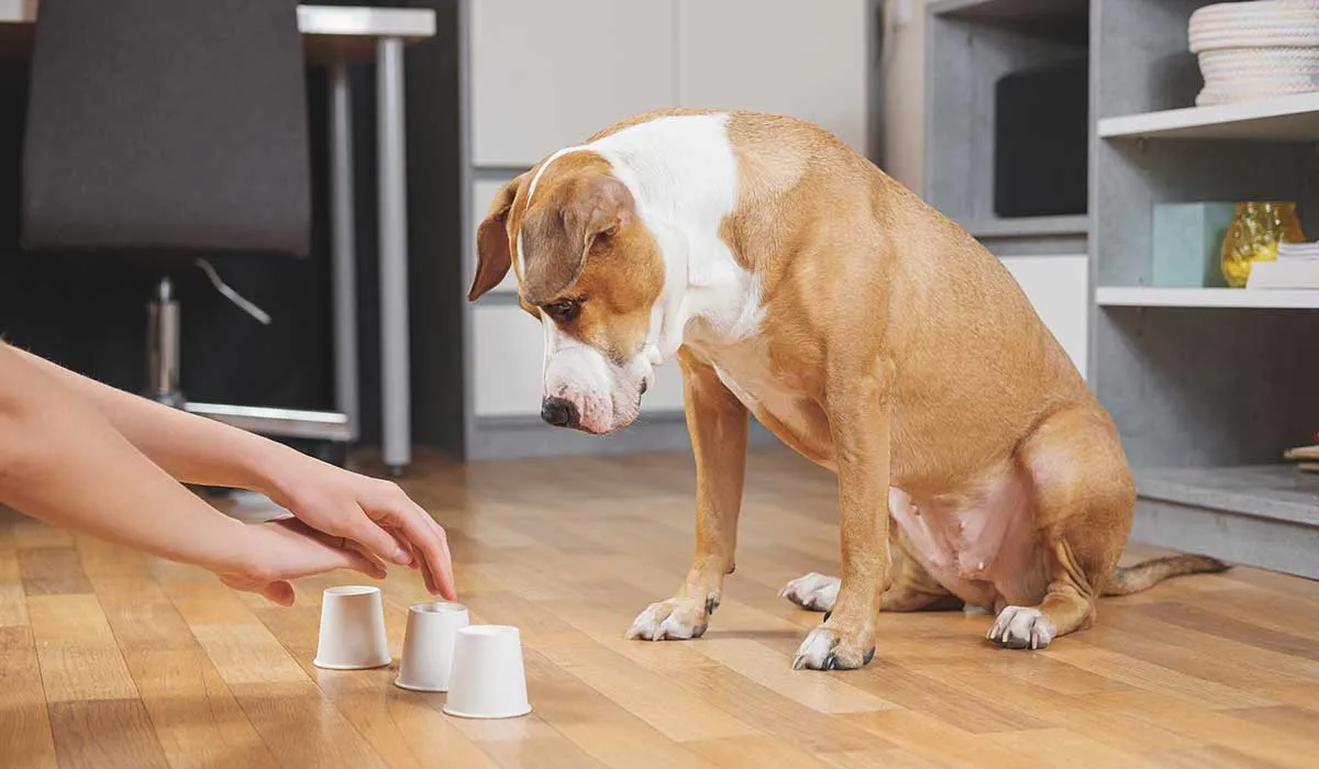 provoca la inteligencia de tu perro