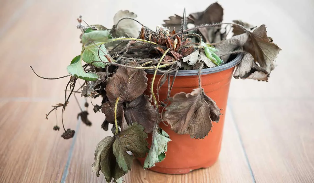 trucos para revivir una planta