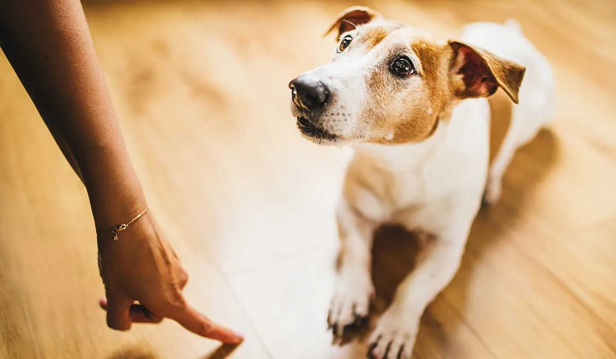 cómo controlar los malos hábitos de los perros