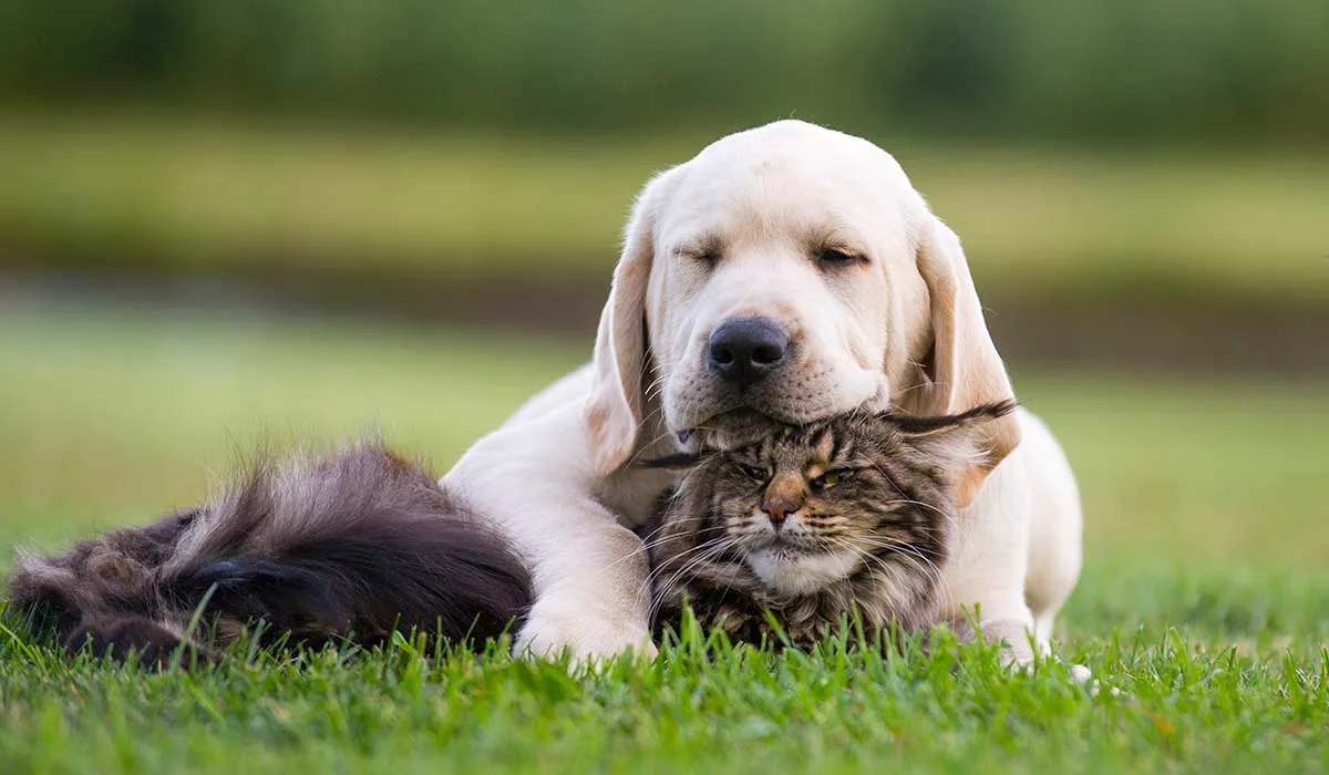 consejos para que se lleven bien perros y gatos