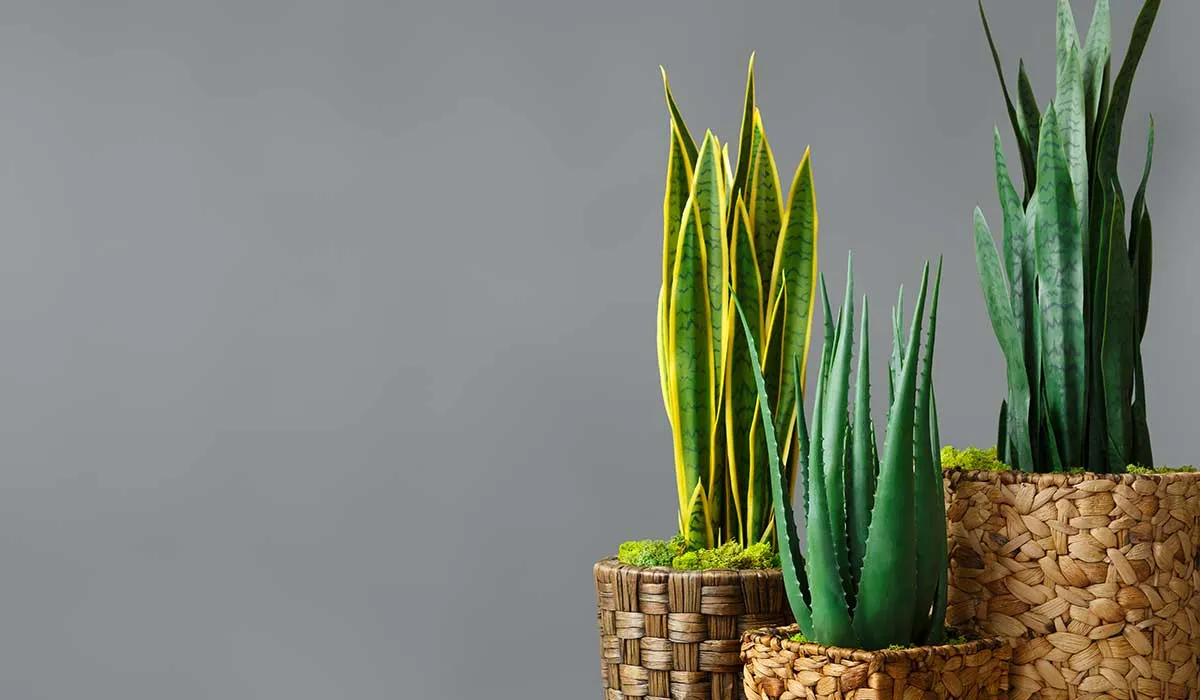 plantas difíciles de matar