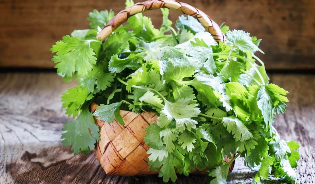 cómo preparar aderezos de cilantro