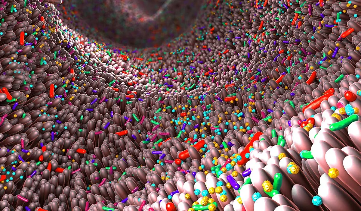 tu microbiota ayuda en la lucha contra el coronavirus