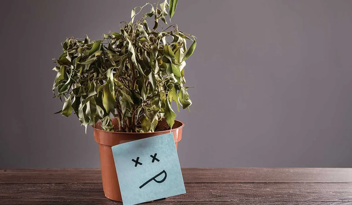 mi planta se está muriendo cómo la revivo