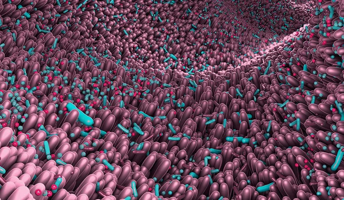 microbiota contra obesidad