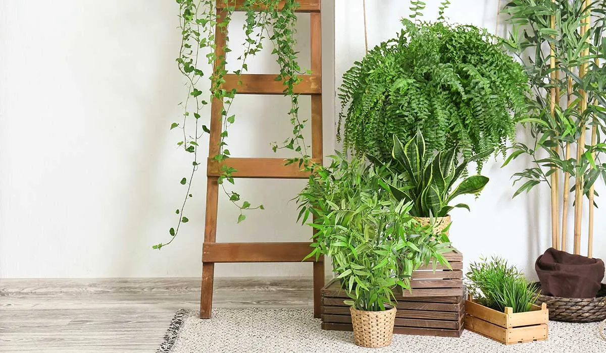 plantas que pueden ser tóxicas