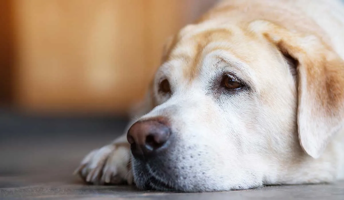 perros mayores cómo cuidarlos y ayudarlos en su vejez