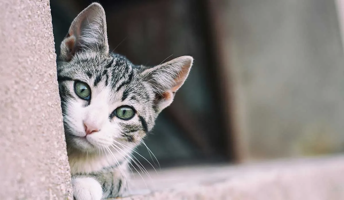signos de que tu gato puede tener cáncer