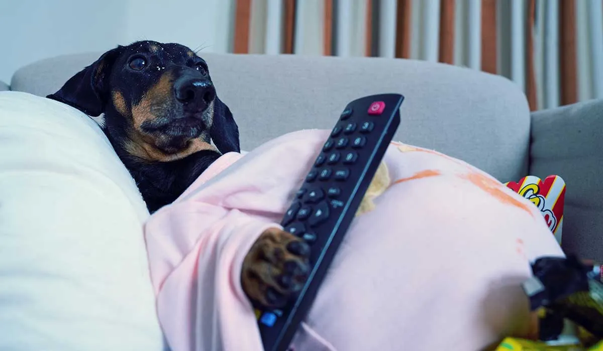 cómo ayudar a tu mascota con el sobrepeso