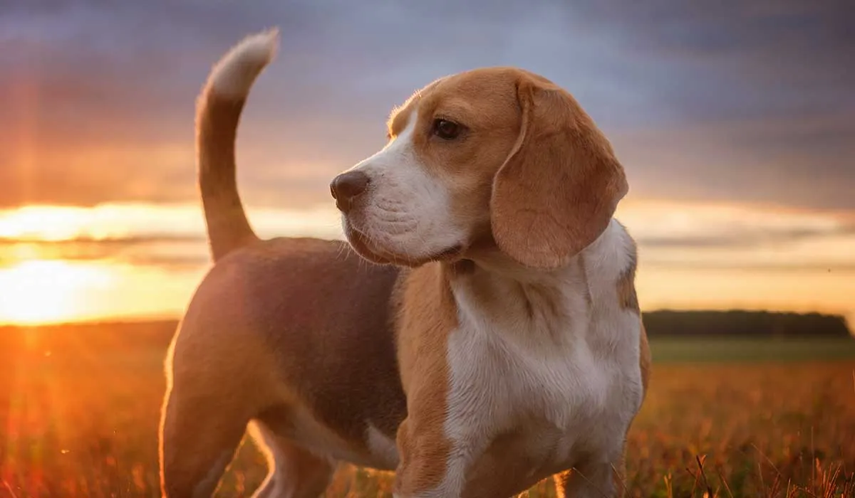 descubre lo que la cola de tu perro dice