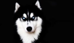 origen del husky y otras razas de perro rusas