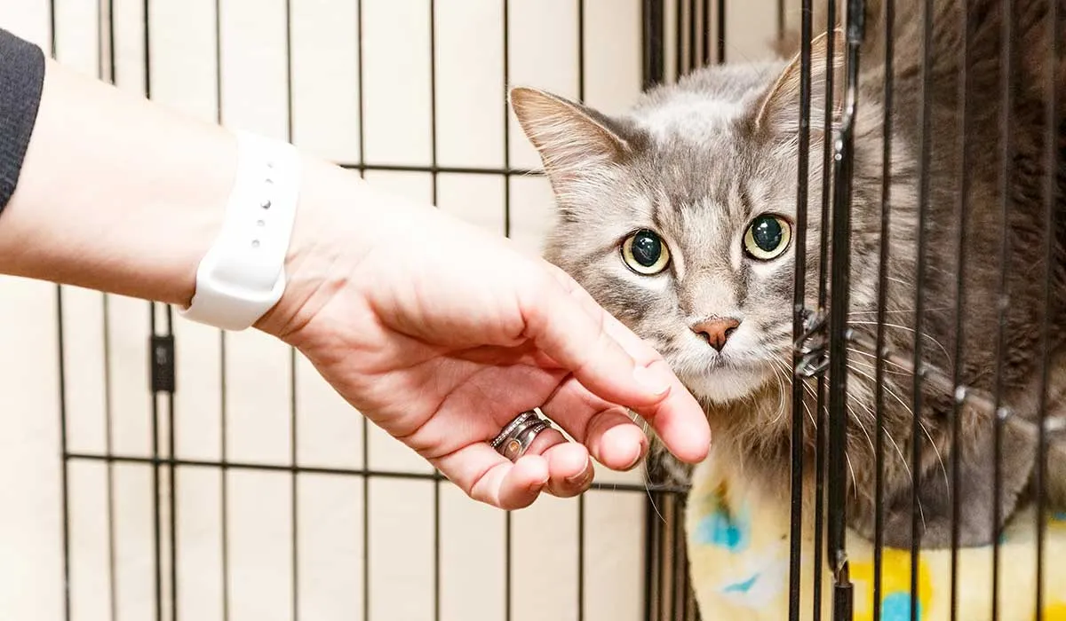 por qué tu gato tiene tanto miedo