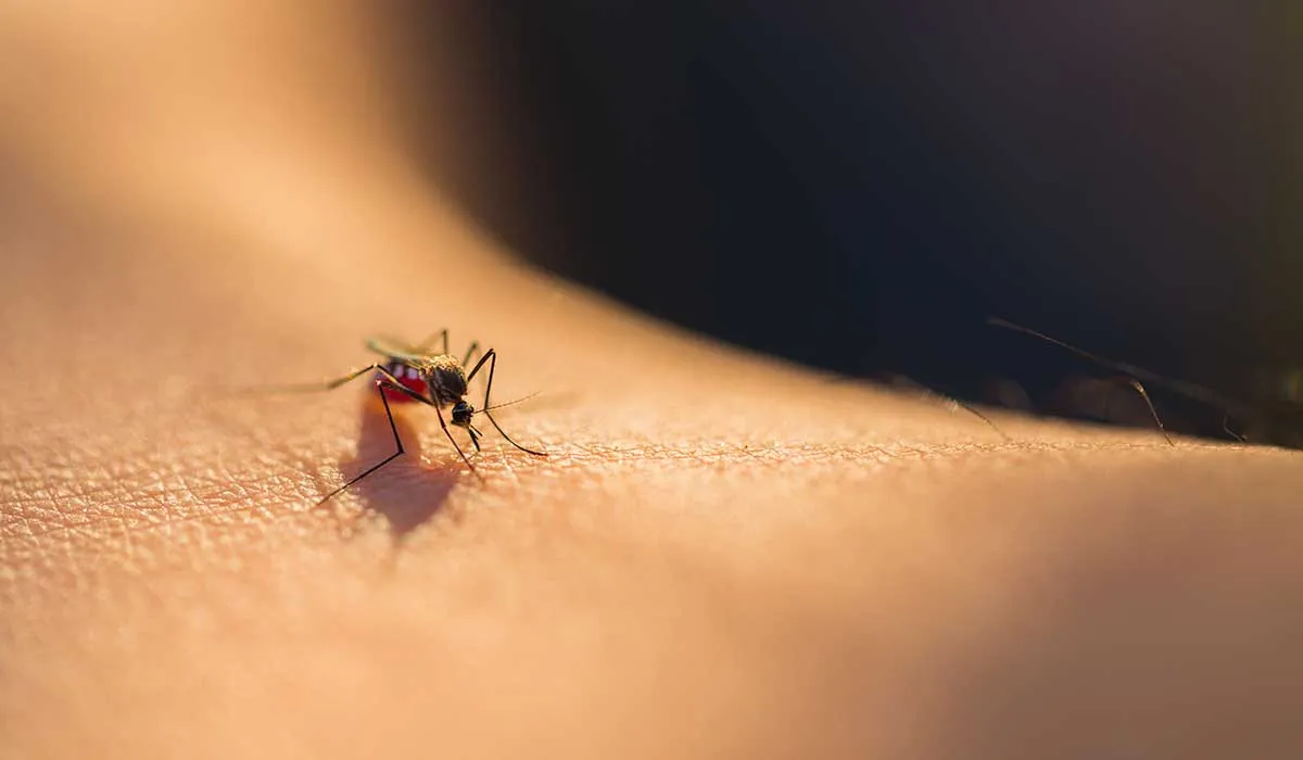 puedes ahuyentar a los mosquitos con esto