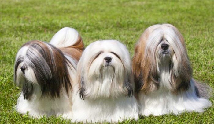 razas de perros chinos