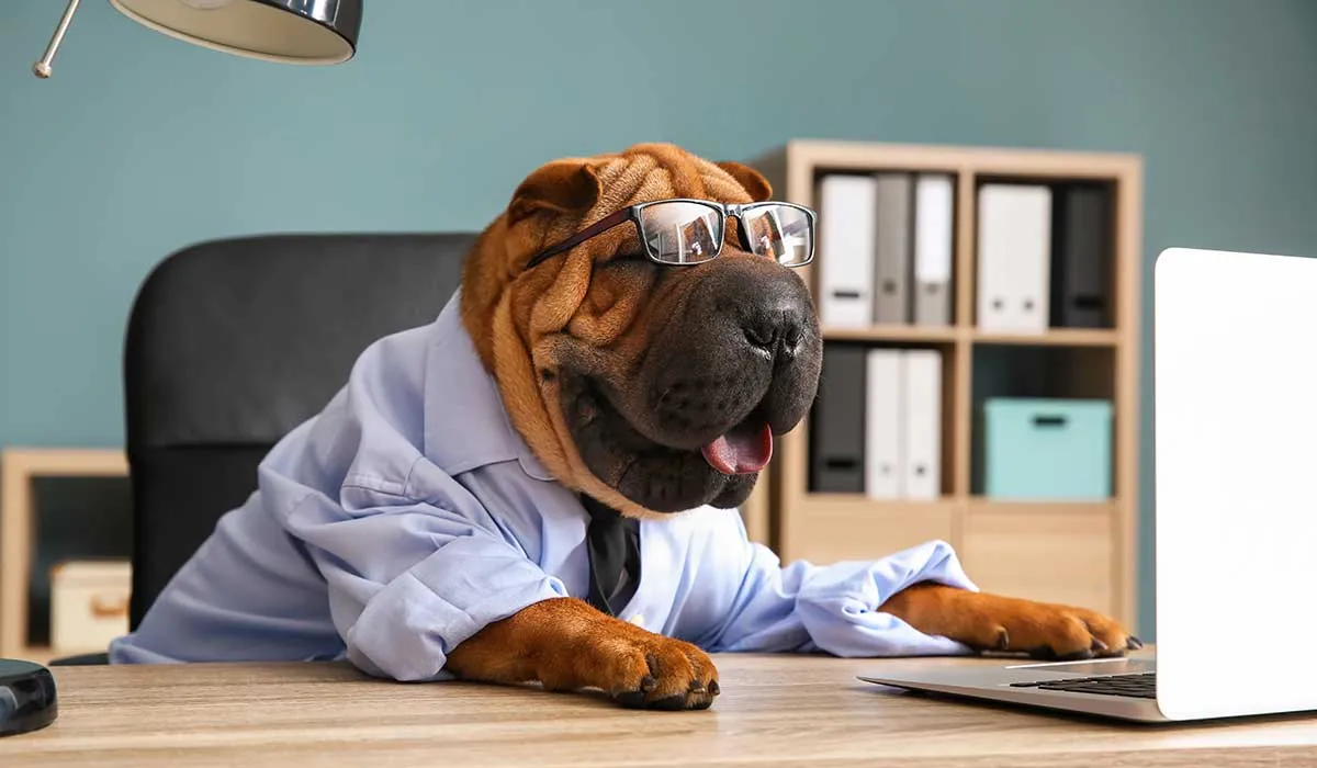 razas de perros chinos