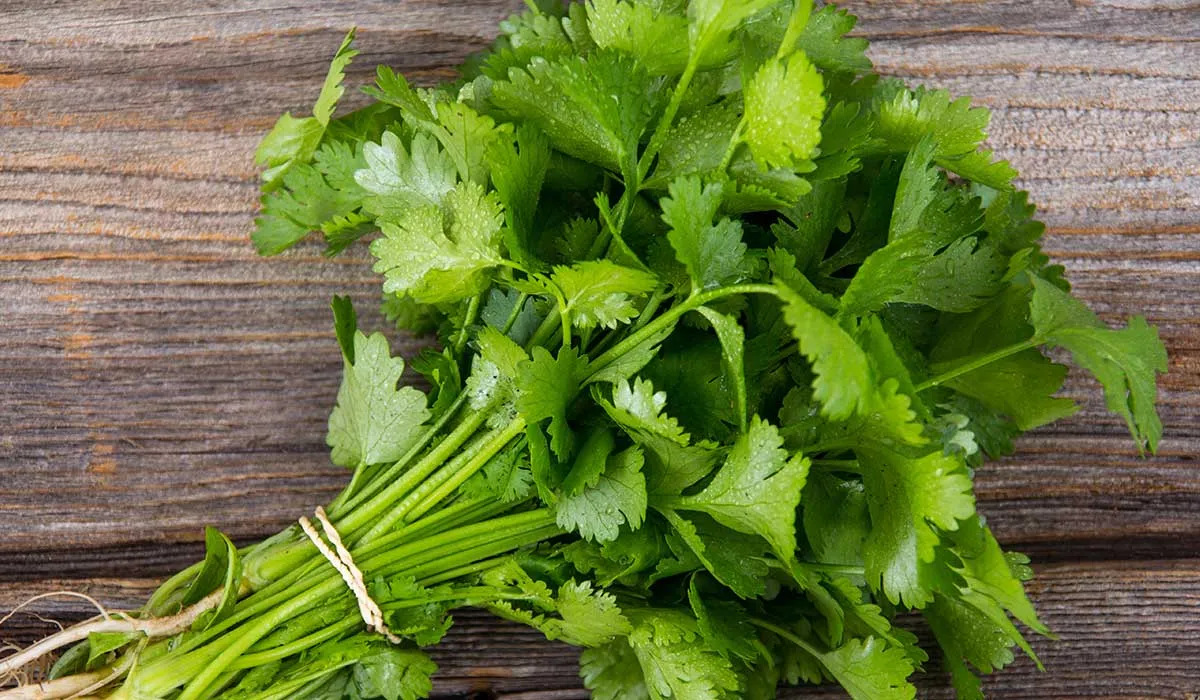 receta de espagueti al cilantro