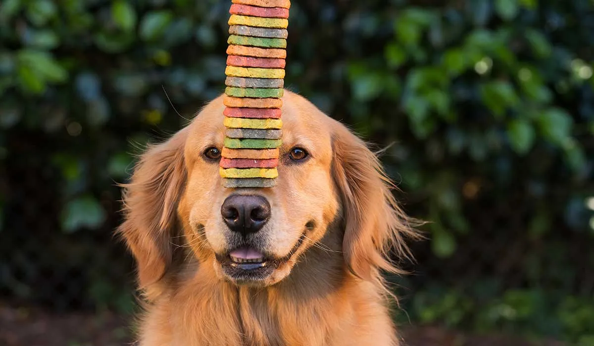 usa estas recetas para hacerle premios caseros a tus perros