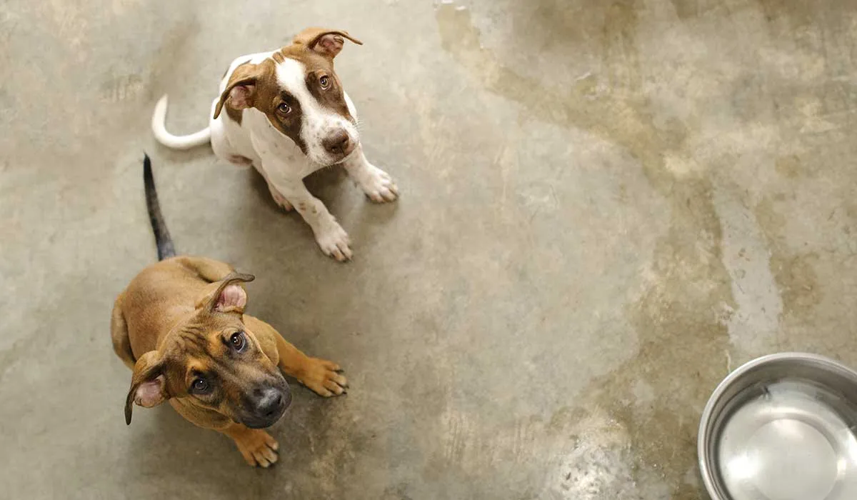 valdria la pena que adoptaras animales por esta razón