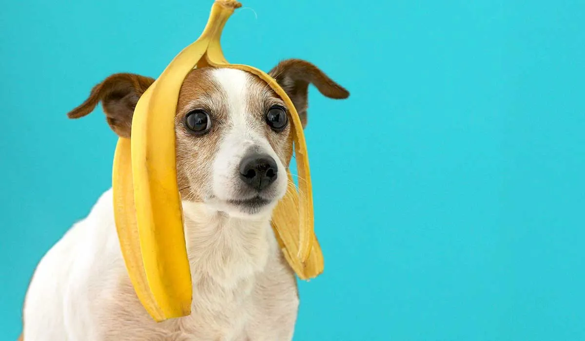 verduras y frutas que puede y no pueden comer los perros