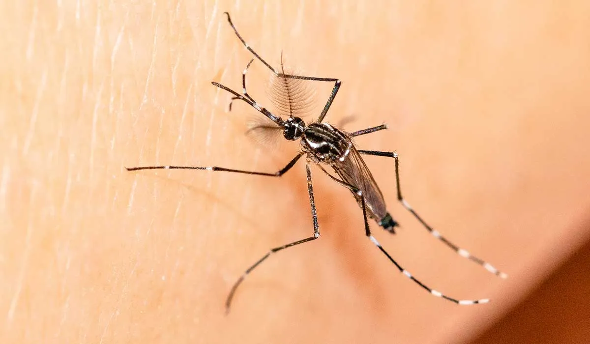virus que los mosquitos te pueden transmitir