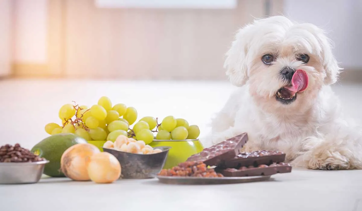 estosd alimentos son tóxicos para los perros