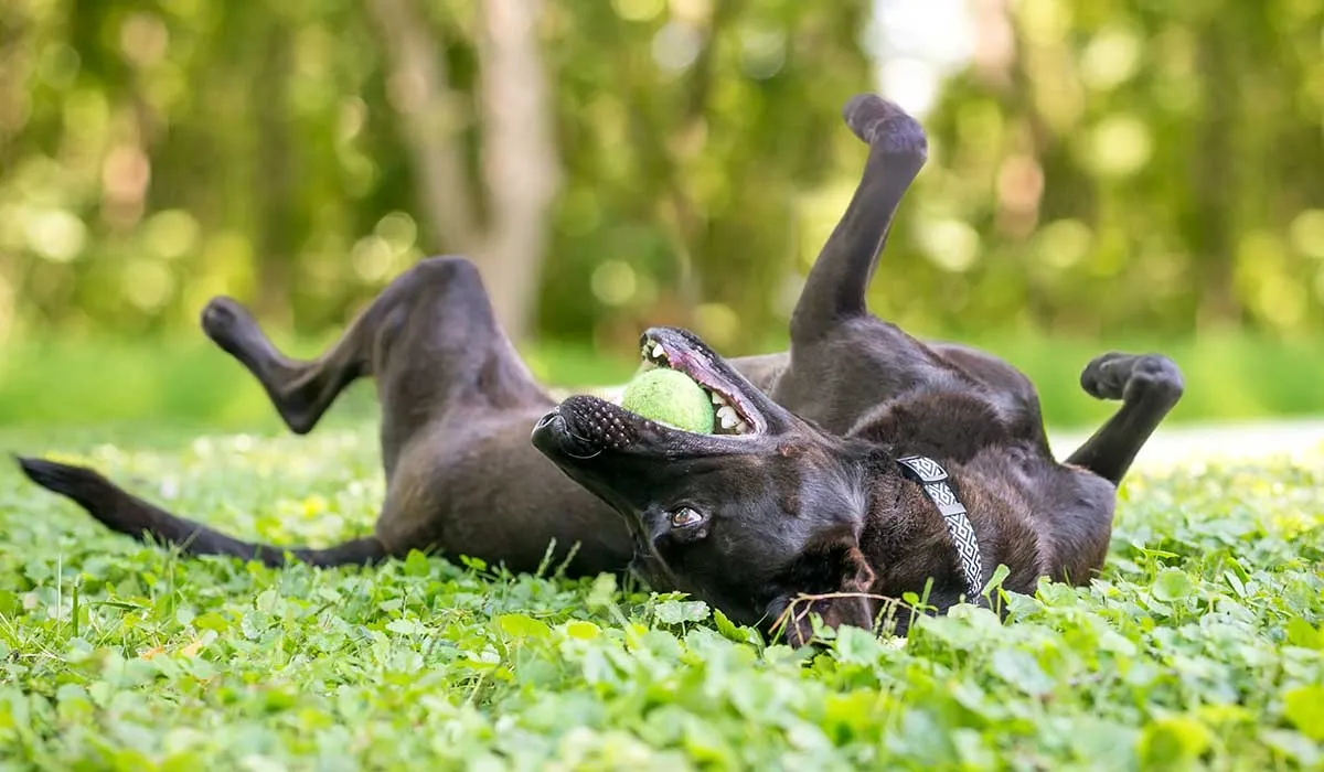 explicación de por que un perro pueden comportarse extrañamente