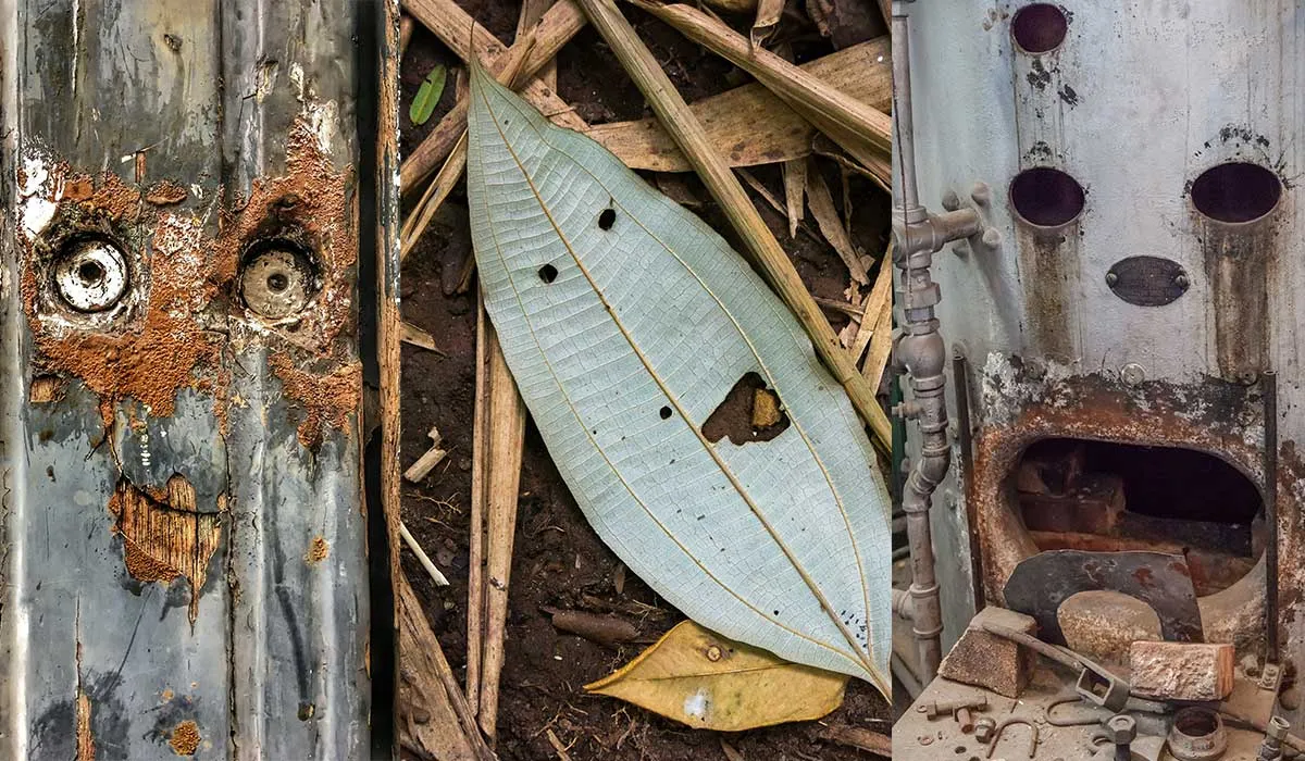 la pareidolia es un proceso evolutivo