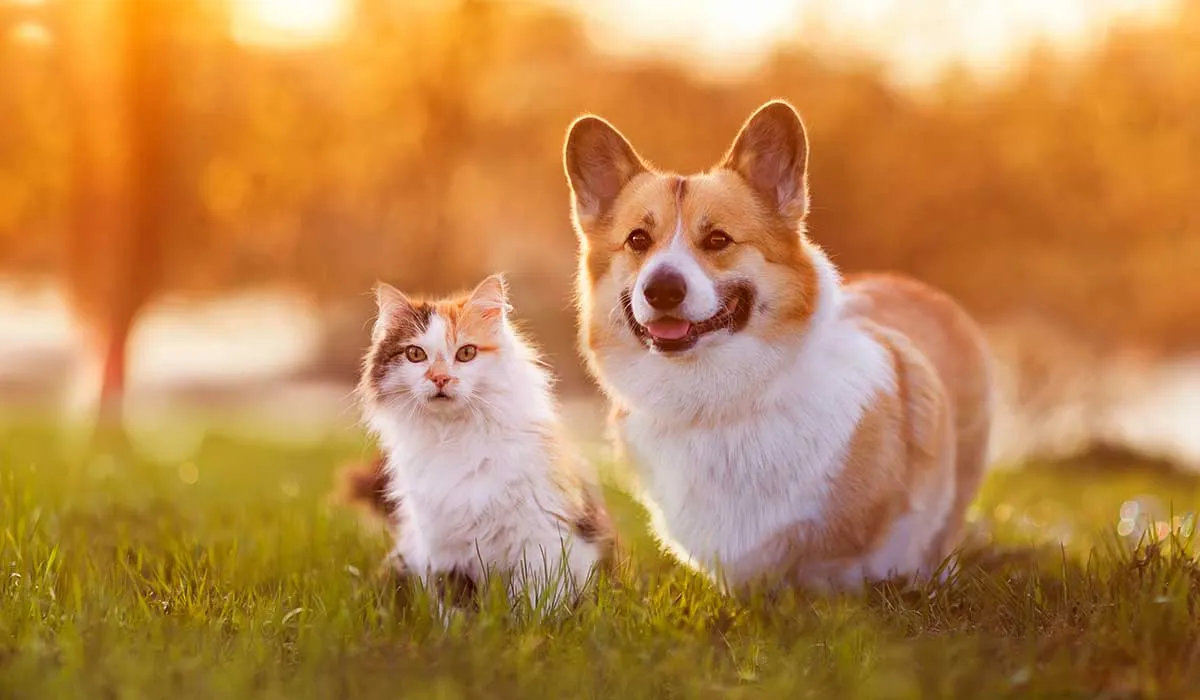 la verdad sobre los años de los perros y los gatos