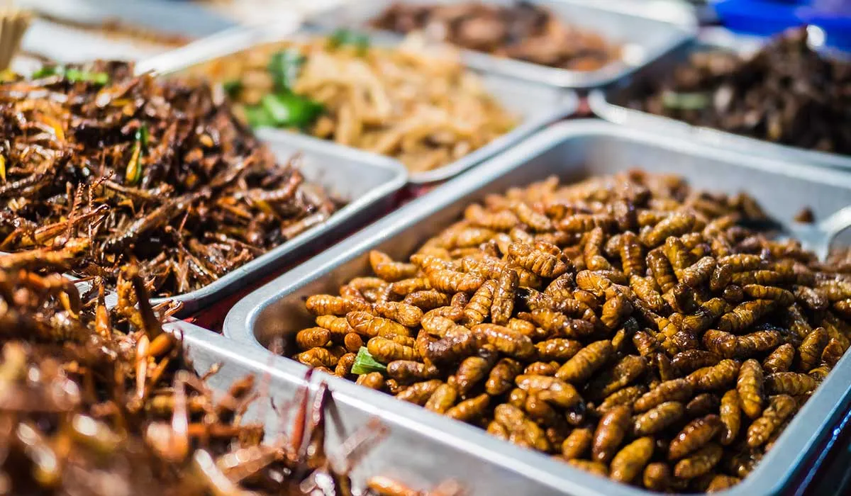 los insectos forman parte de los platillos mexicanos