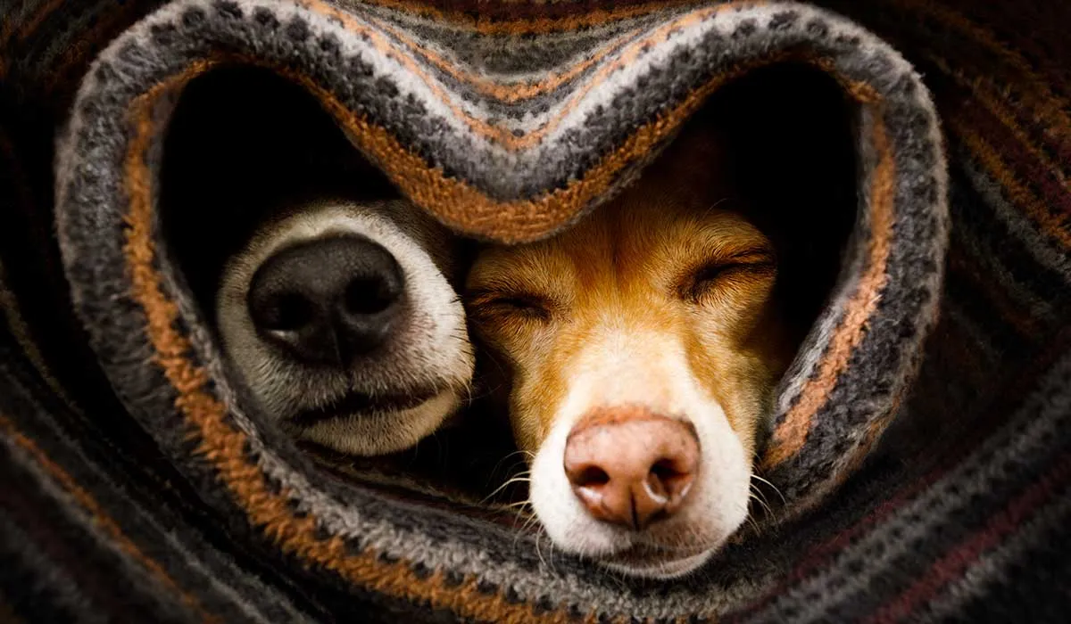 por qué la nariz de los perros es húmeda