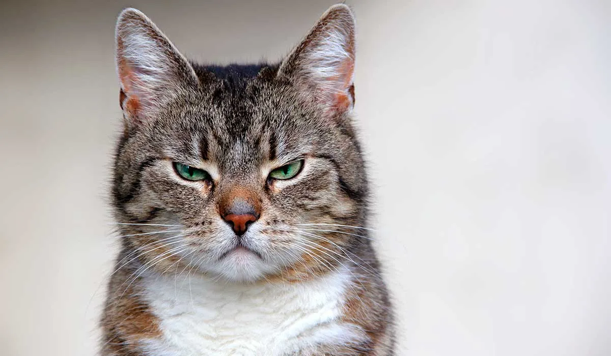 por qué los gatos se asustan con los pepinos
