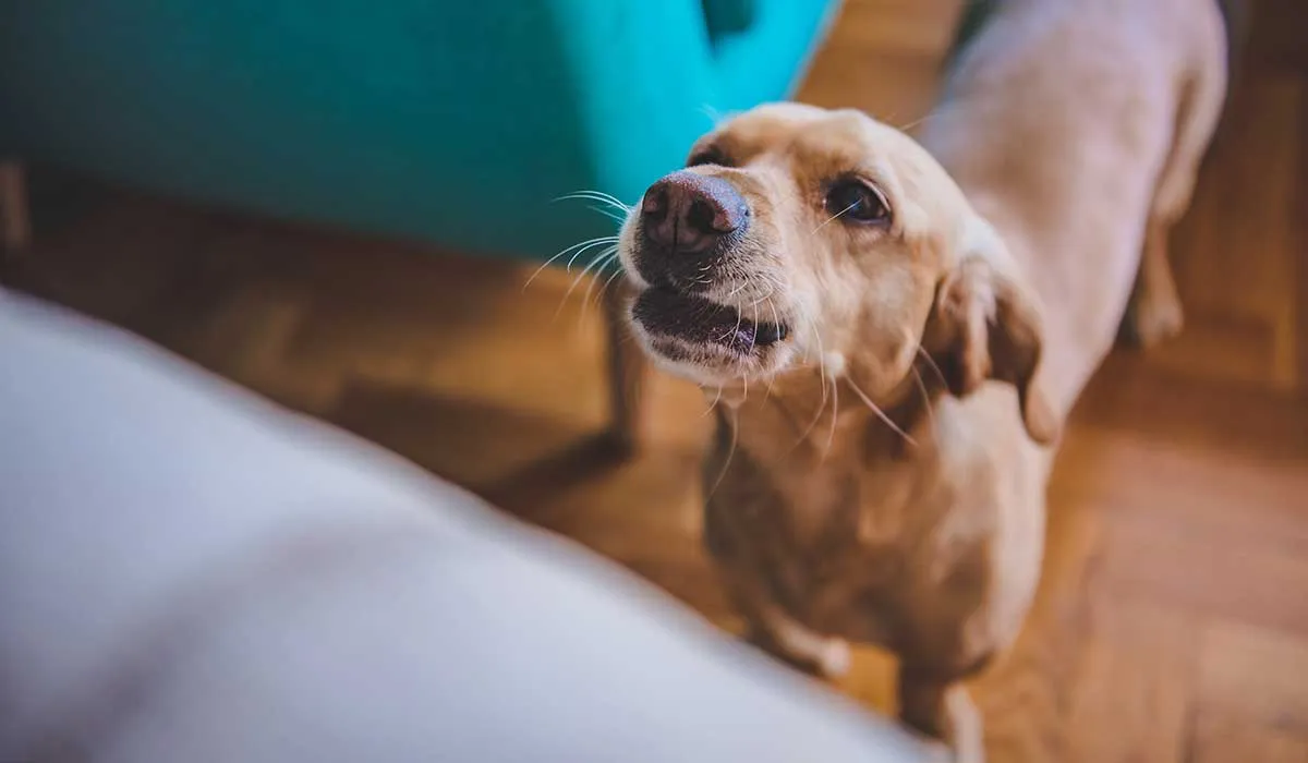 puedes hacer esto para que tu perro no ladre tanto