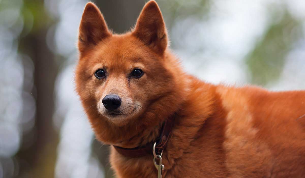razas de perros más longevas