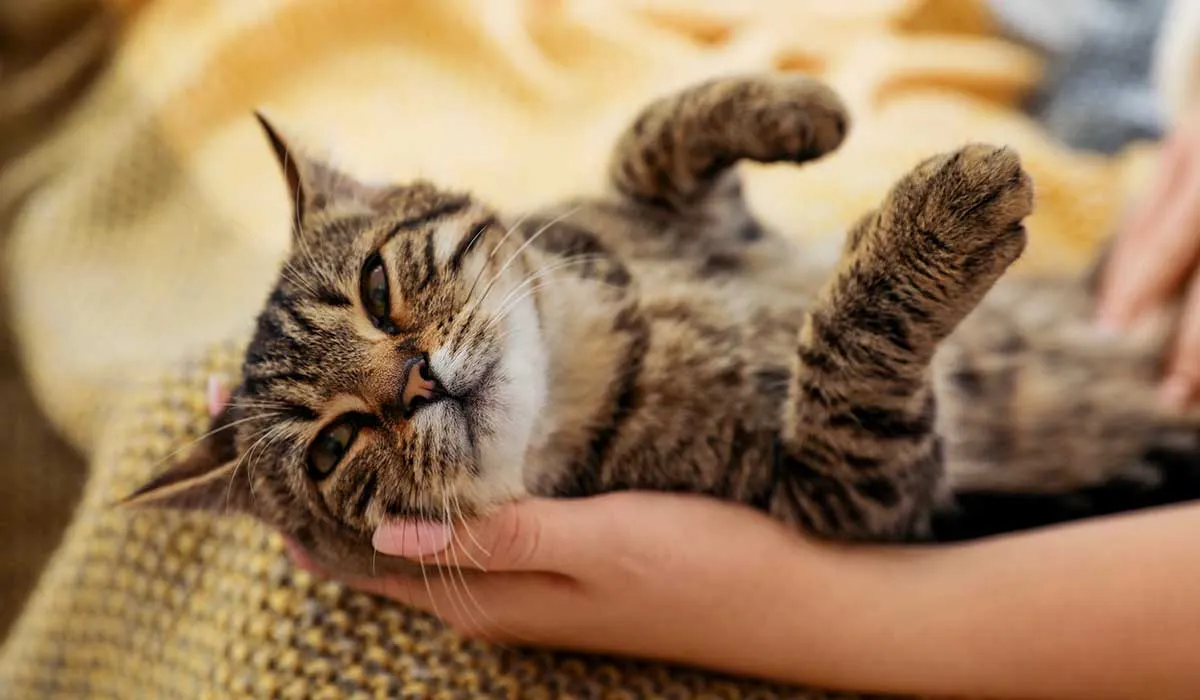 por qué el ronroneo del gato