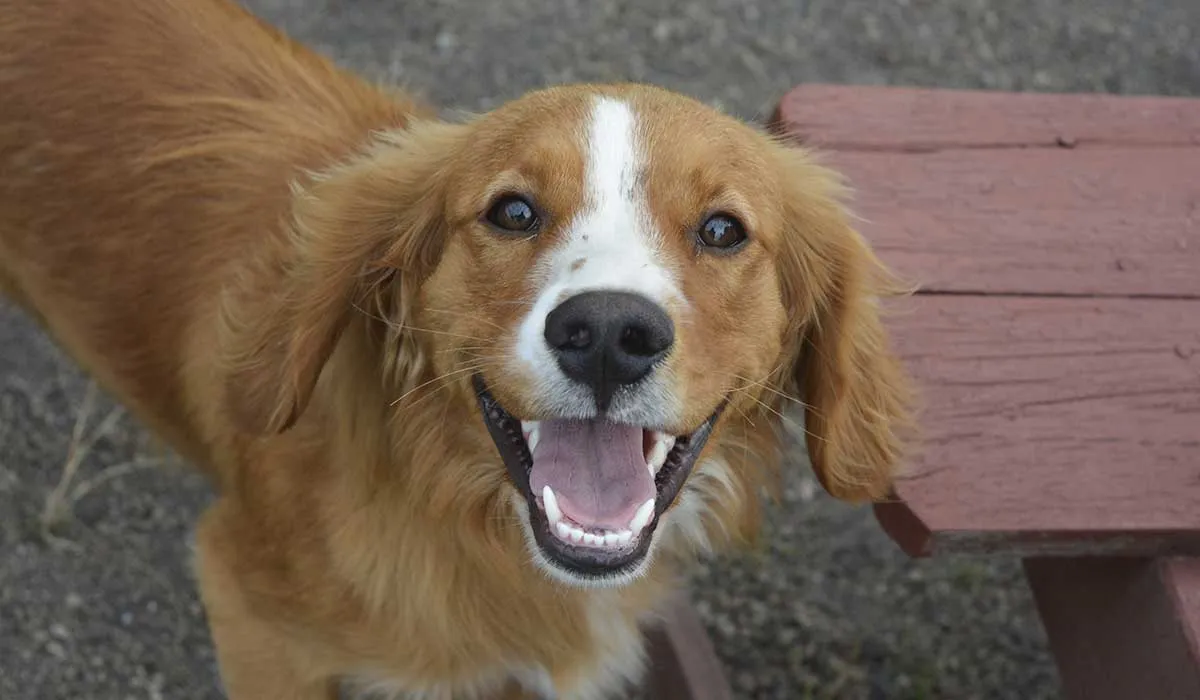tu perro confia en ti si se comporta de estas formas