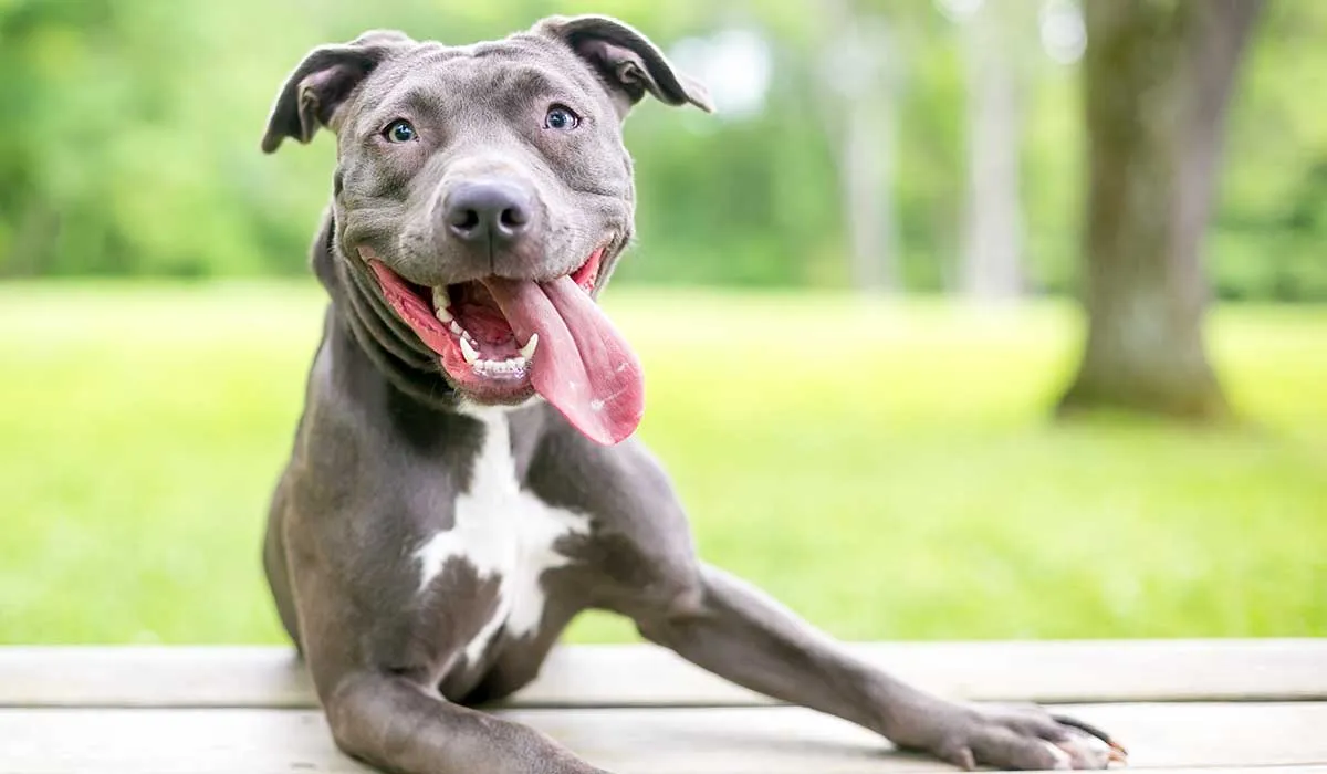 tu perro es feliz si se comporta así
