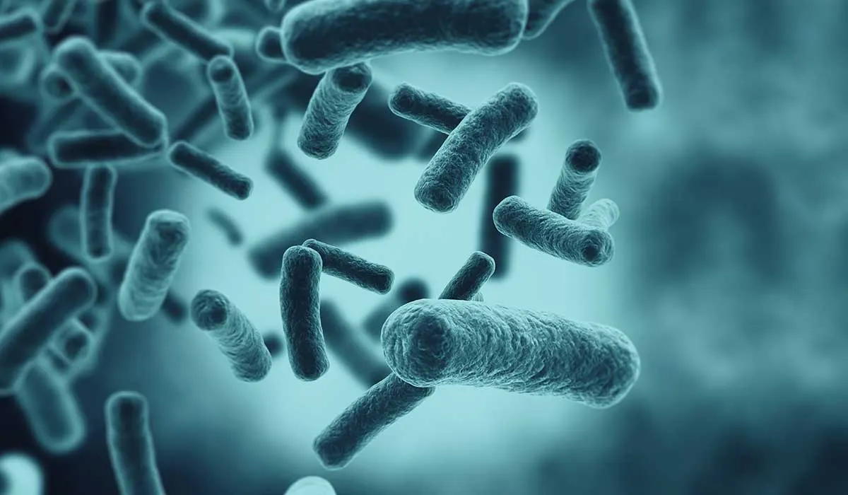 bacteria de transmisión sexual que come carne