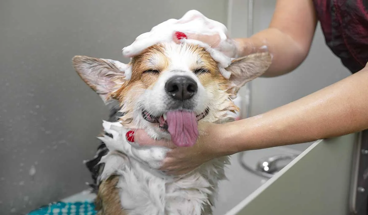 con que frecuencia bañar a tus mascotas