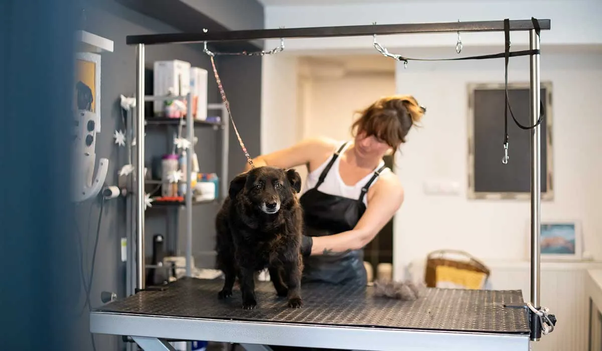 el peluquero de tu perro te dice algunos secretos
