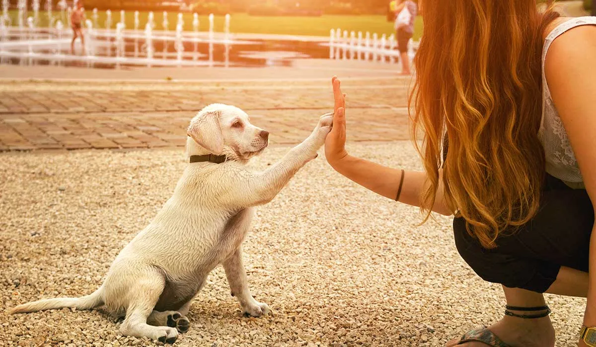 evita estos errores al entrenar a tu perro