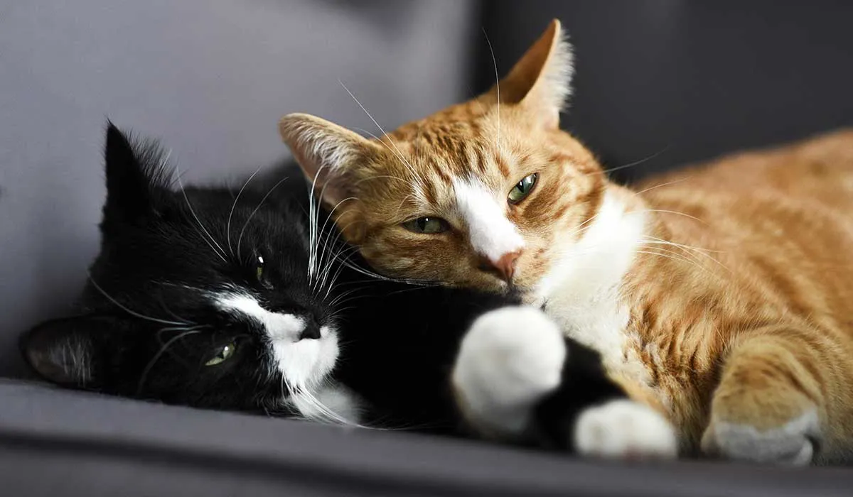 fascinantes datos sobre los gatos