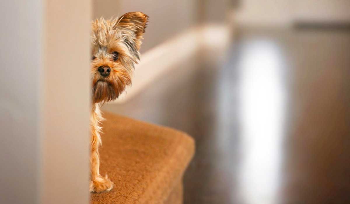 formas de tratar la ansiedad en los perros