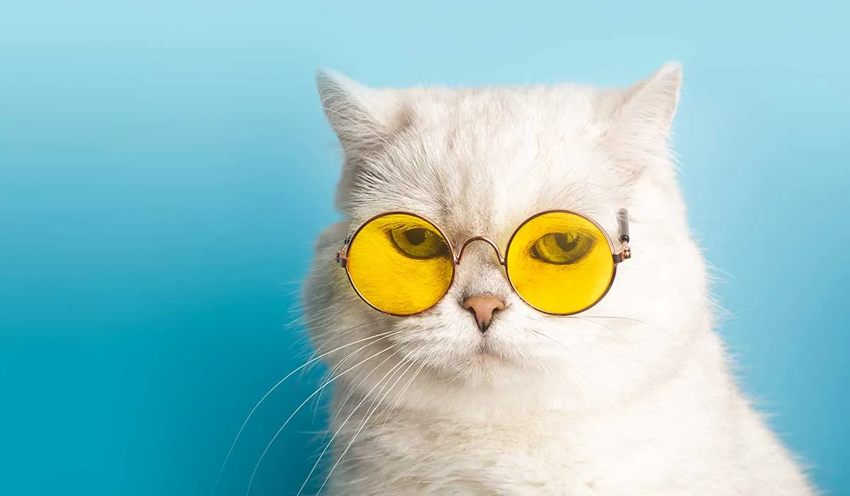 nuevo CURP para tu mascota