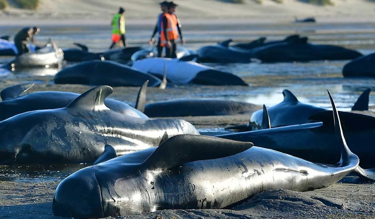 por qué no debes regresar un animal varado al mar